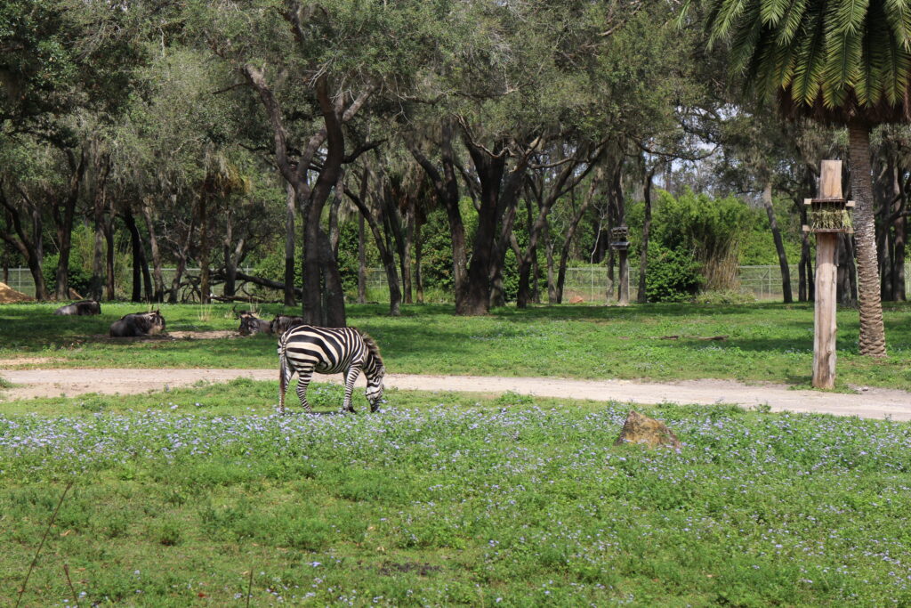 a zebra grazes in a field at Animal Kingdom Lodge at Disney World in Florida